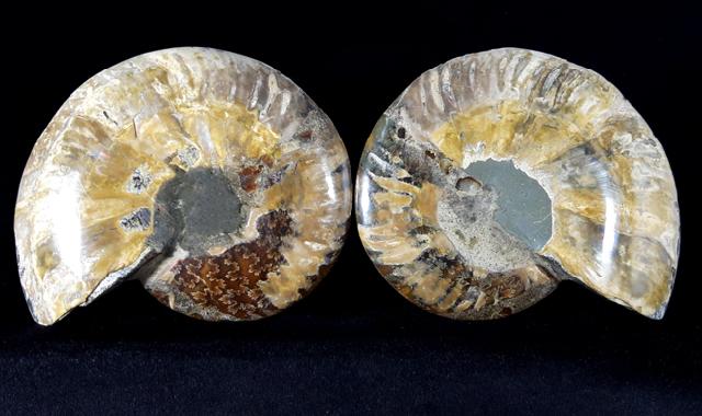 Cleoniceras (Grycia) besairiei COLLIGNON 1949 - Bild © FossNet FossilienStore